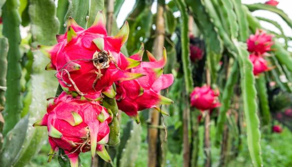 Fiore di pitahaya che sboccia di notte