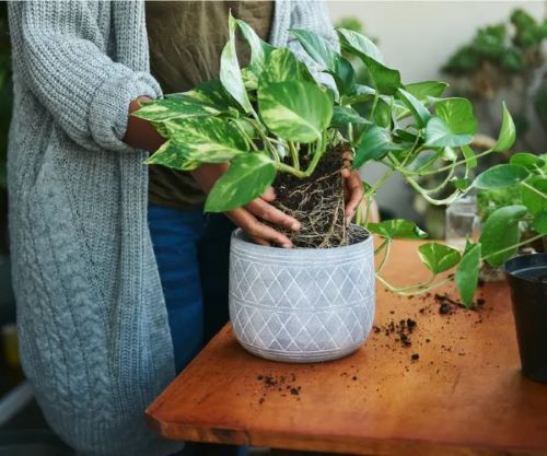 Pianta di Pothos con foglie verdi e lucide in vaso