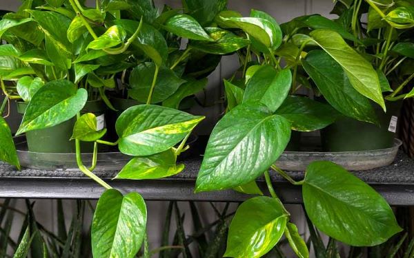 Pianta di Pothos con foglie verdi e lucide in vaso