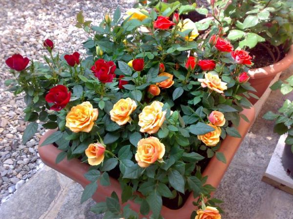 Rose rosse fiorite con concime naturale