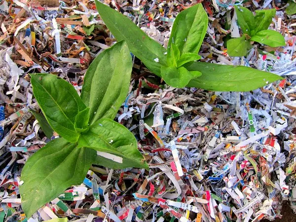 Tecnica pacciamatura con giornali riciclati